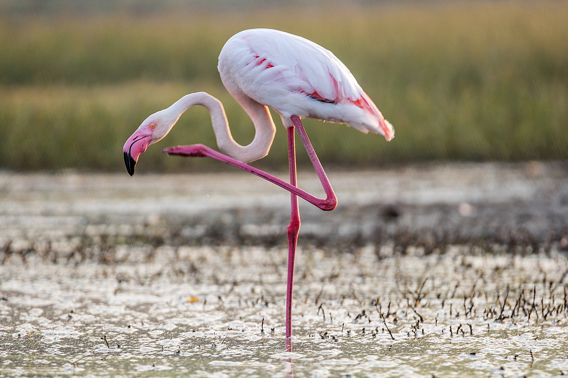 Florida Man June 26-Death by Flamingo