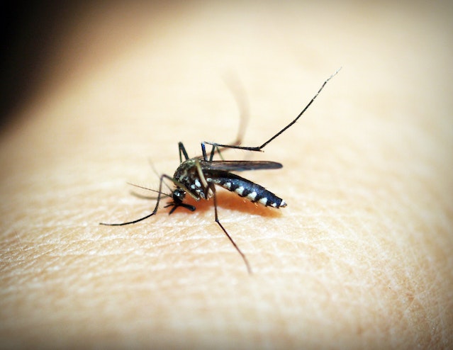 The Importance of Regular Mosquito Extermination for Your Health and Safety