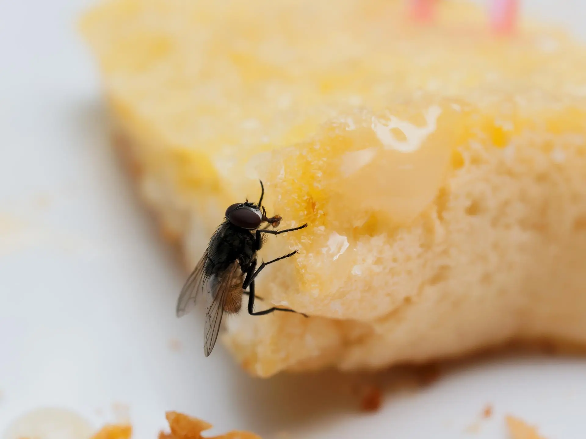 How to Stop House Flies Before They Reach Your Food in Illinois: A Practical Guide